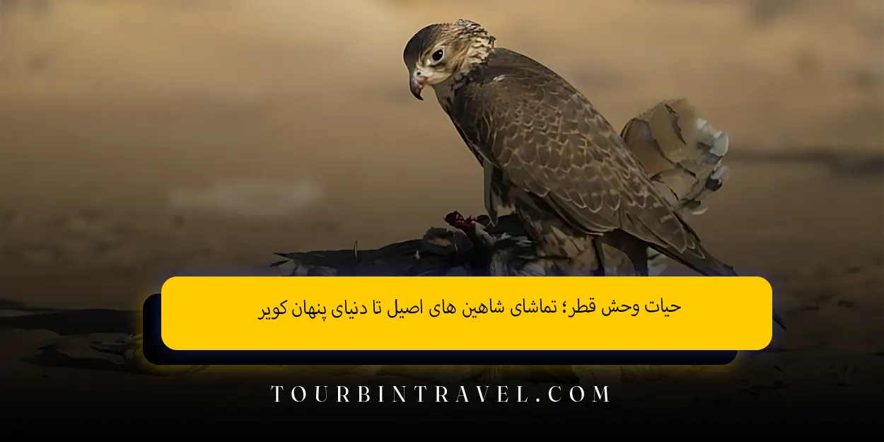 حیات وحش قطر؛ تماشای شاهین‌ های اصیل تا دنیای پنهان کویر